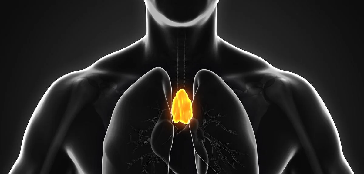 Timus bezi ve manyetik kumtaşı